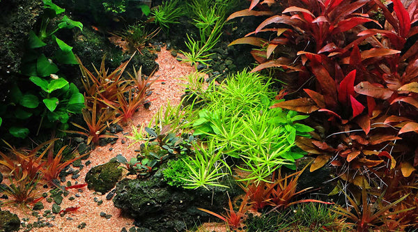 Garden soil substrate aquascape- Plant/Improvement suggestions