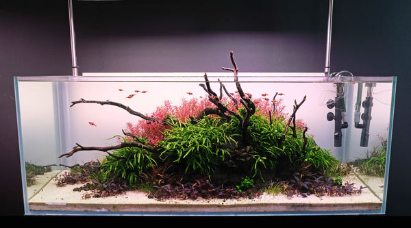 Filter media layout and sequence for planted tank - The 2Hr Aquarist