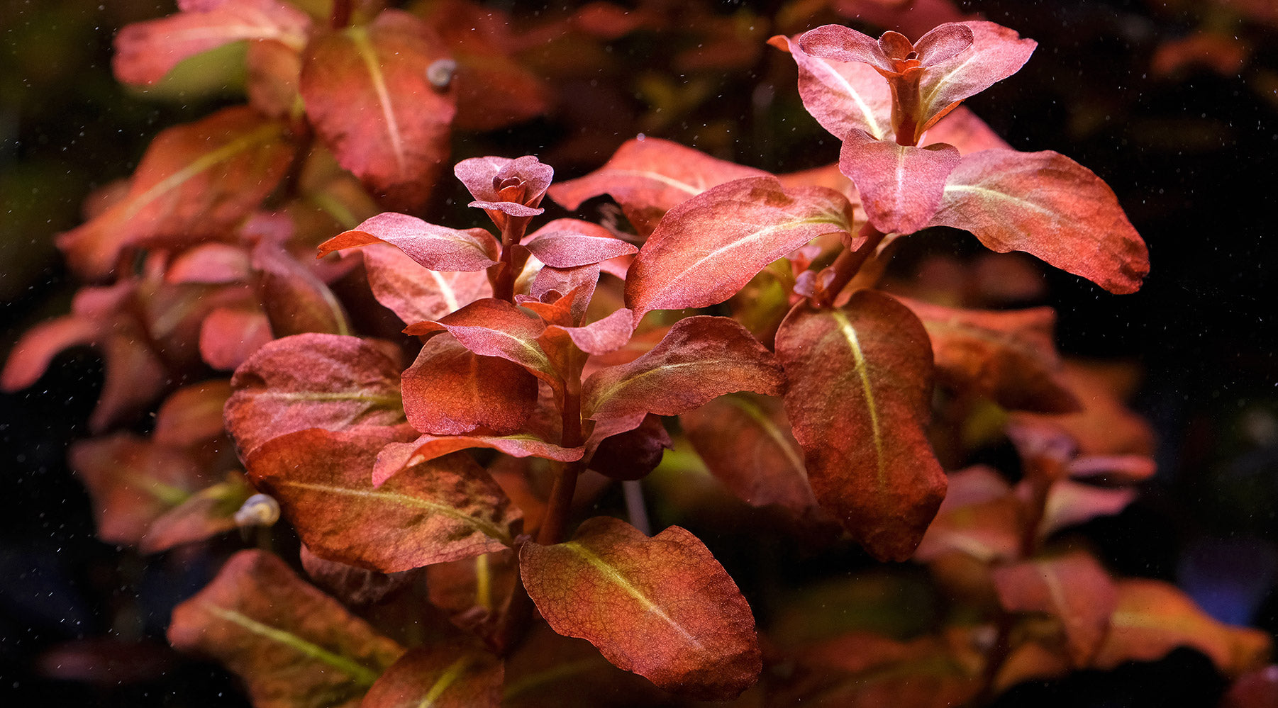 How to grow Ludwigia senegalensis