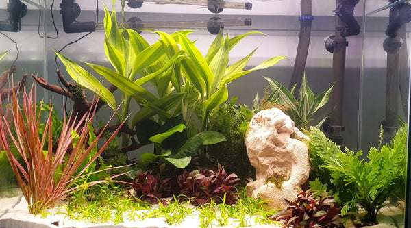 Beginner's guide to avoiding nonaquatic plants at shops - The 2Hr Aquarist