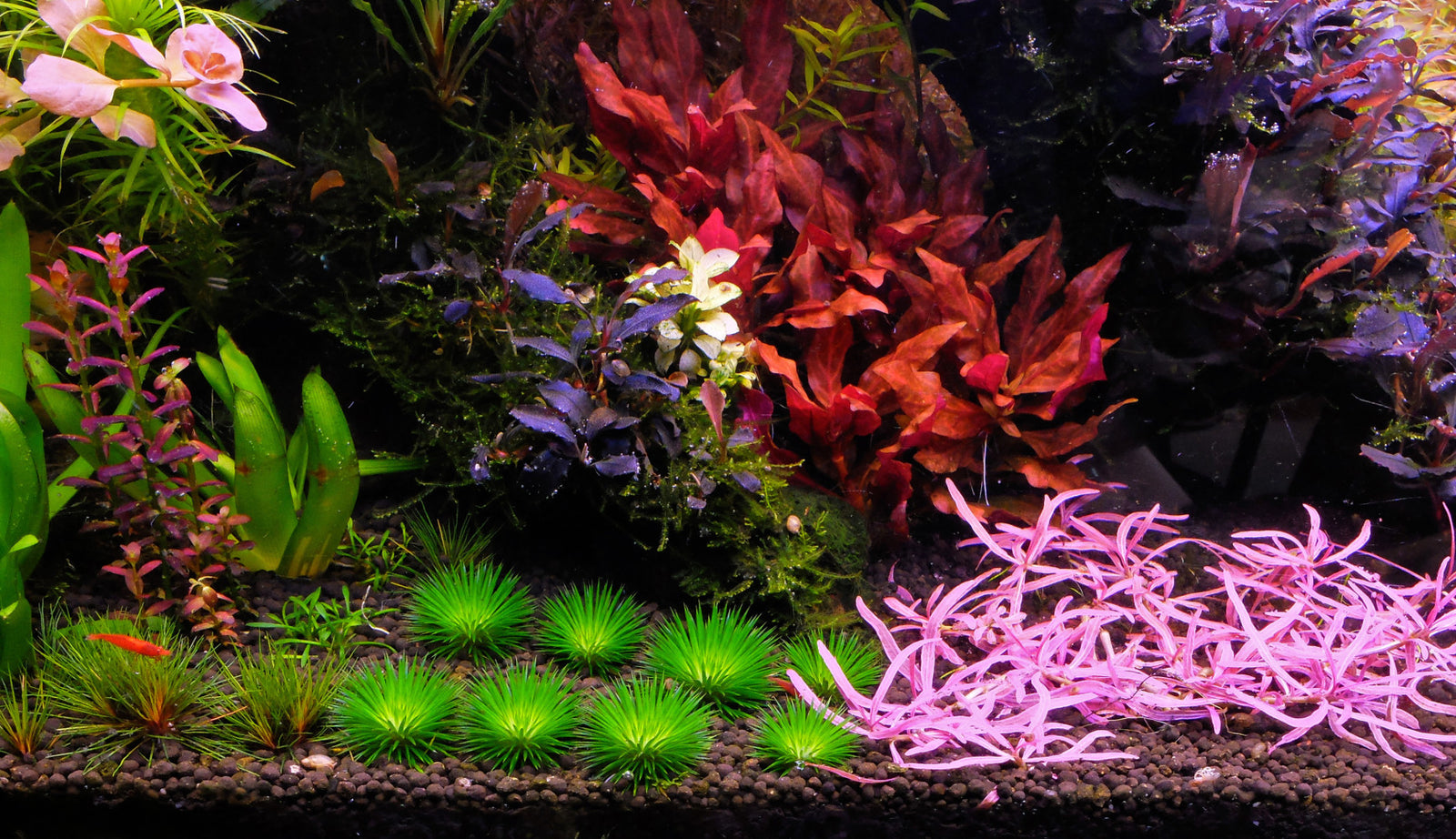 How to grow red aquarium plants - The 2Hr Aquarist