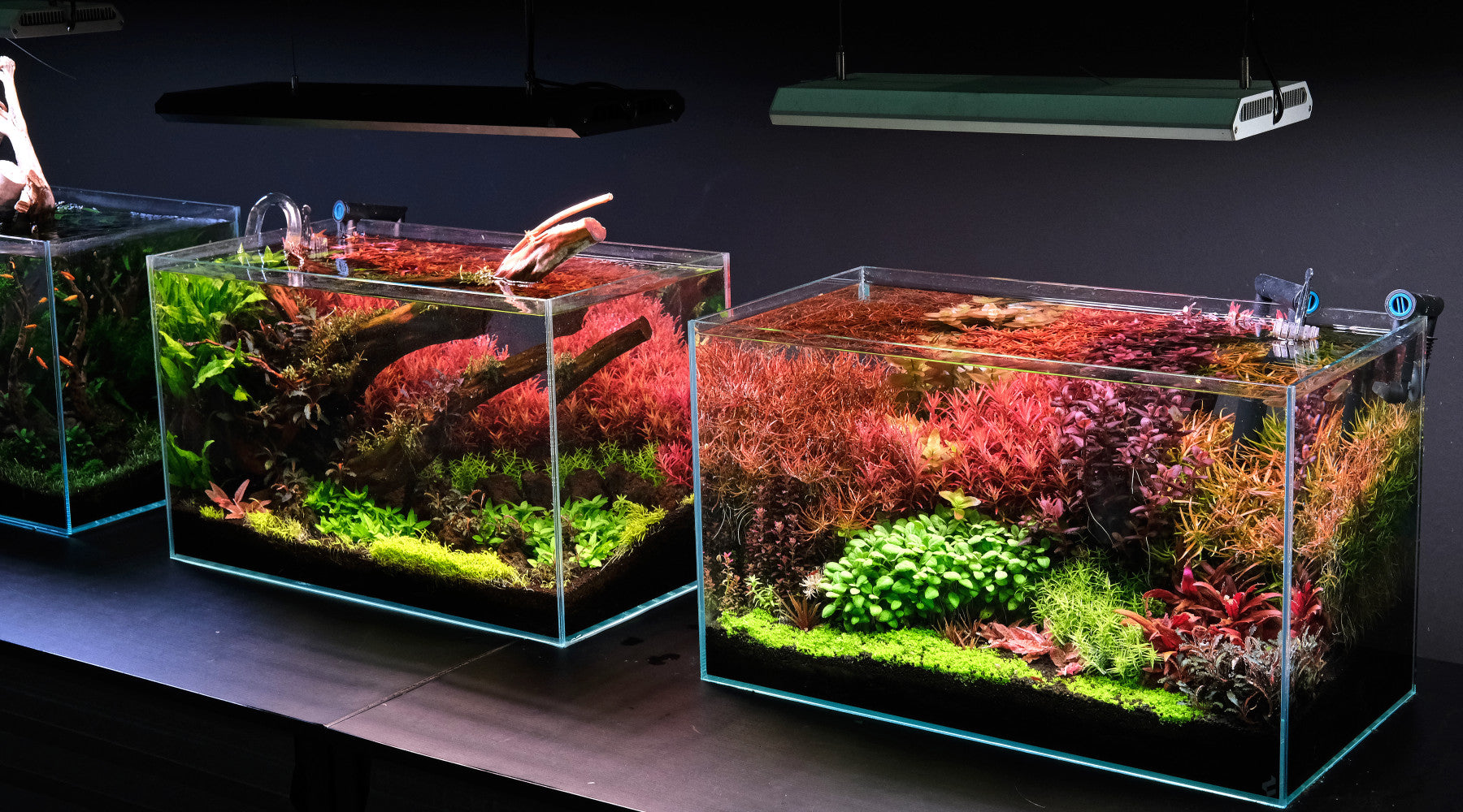 The best LED units for planted tanks in 2025