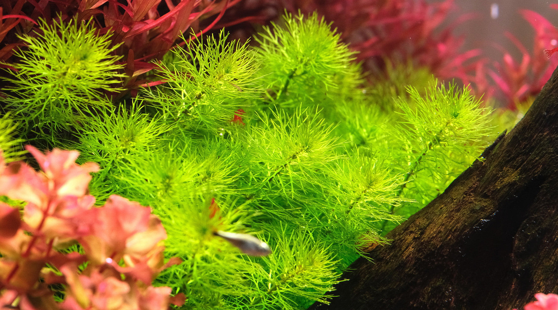 How to grow Myriophyllum 'Guyana' - The 2Hr Aquarist