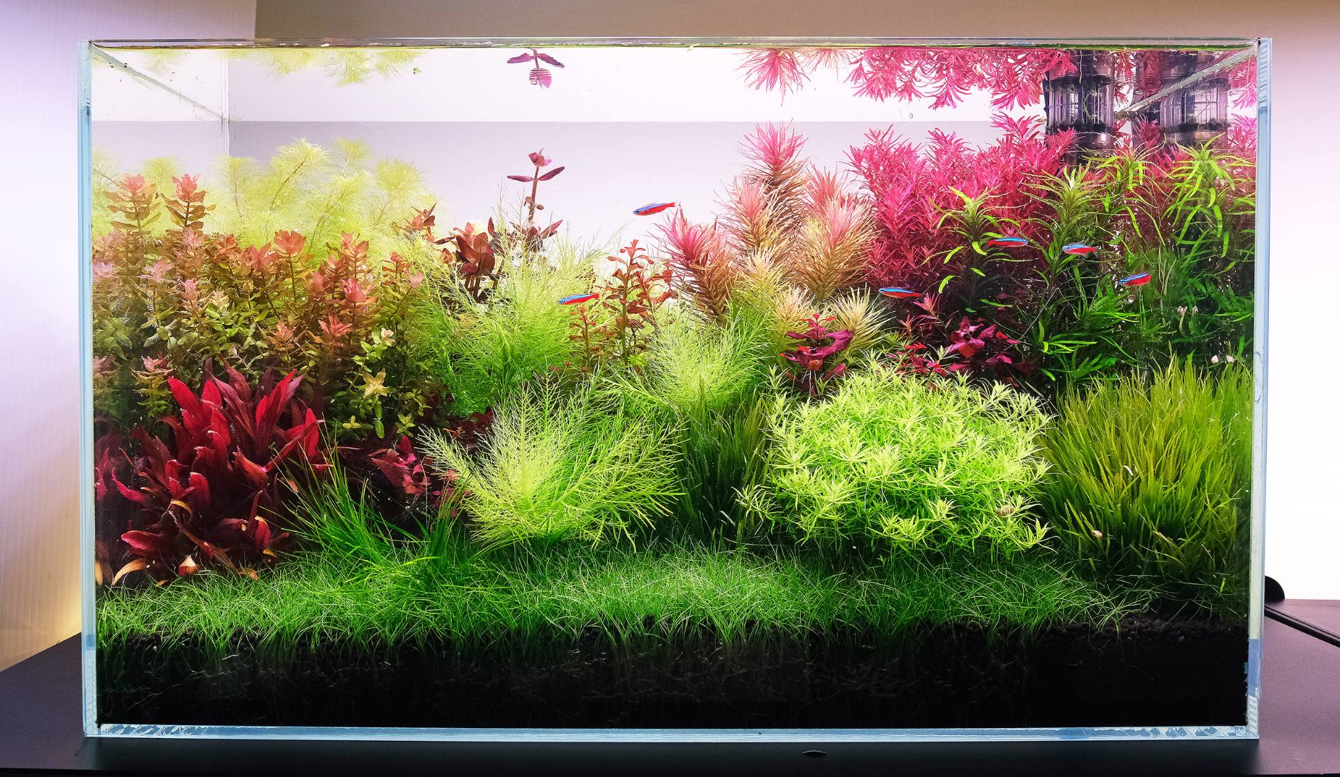 Warm, vibrant and algae-free