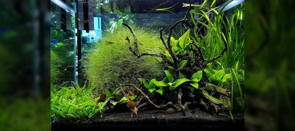 Cory Hopkins | Nature Style - The 2Hr Aquarist