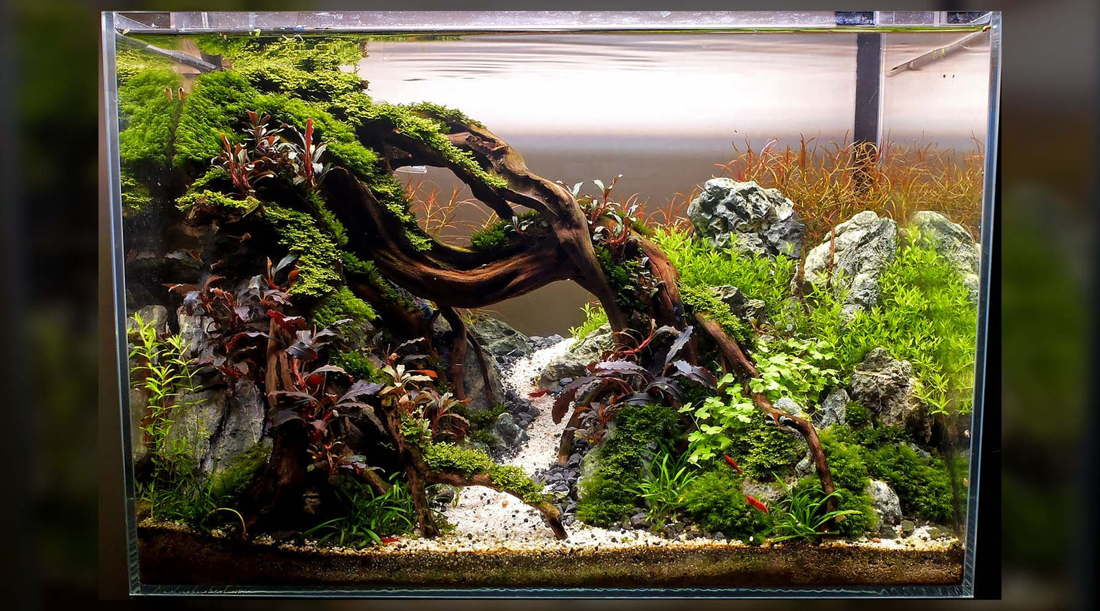 Small tanks can be impactful too - The 2Hr Aquarist
