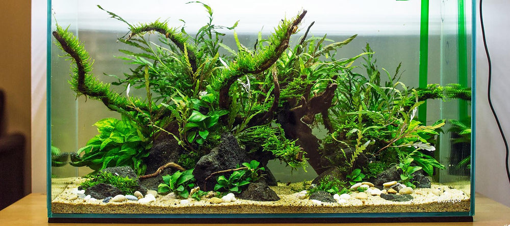 Dou Mok | Nature Style - The 2Hr Aquarist