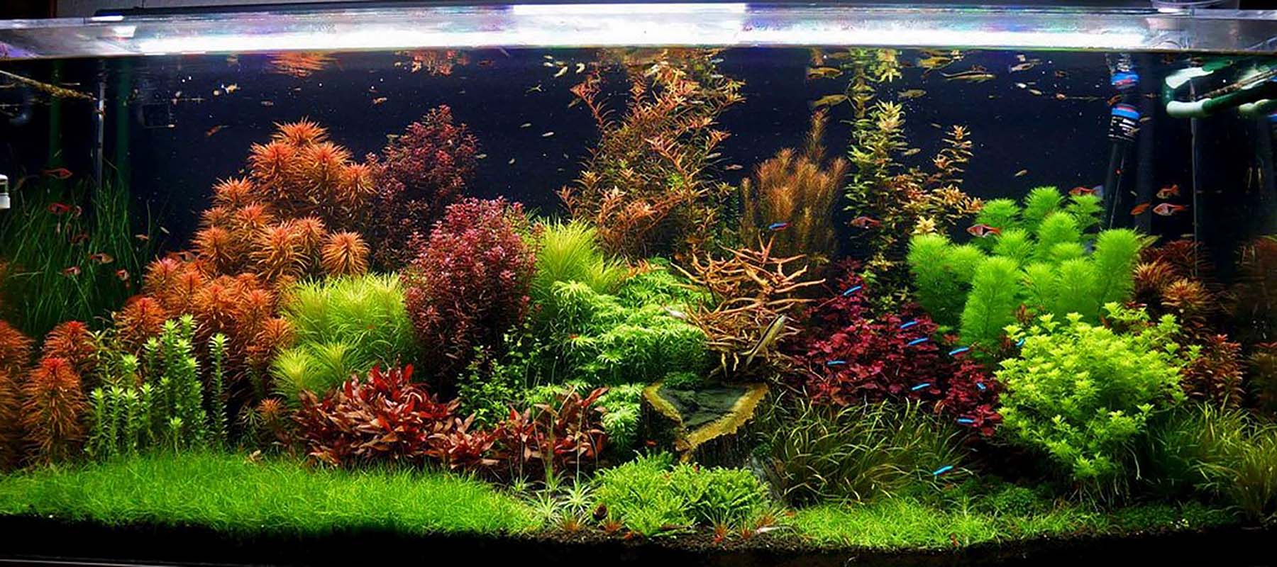 Aquascaping an Aquarium: Guide to Aquascape Styles & More - Fish Laboratory