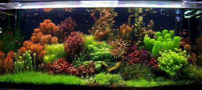 Mark Crow | Dutch Style - The 2Hr Aquarist