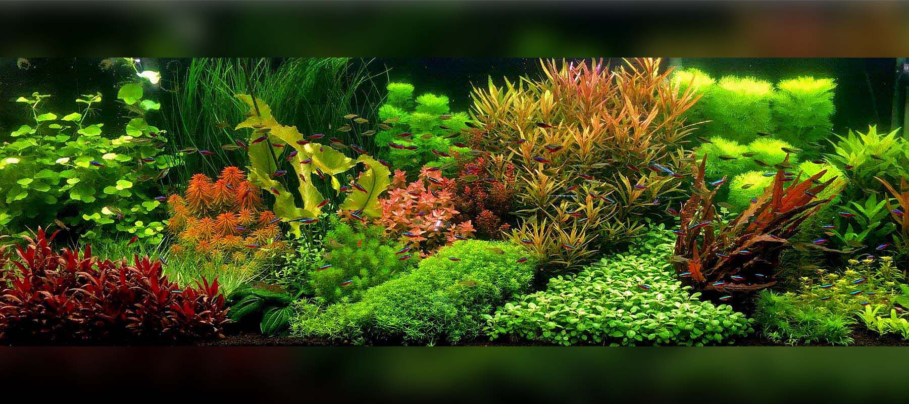 Ammannia - Aquariophilie et Aquascaping