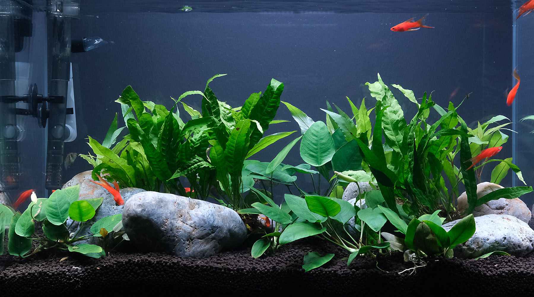 Planted shop aquarium fish