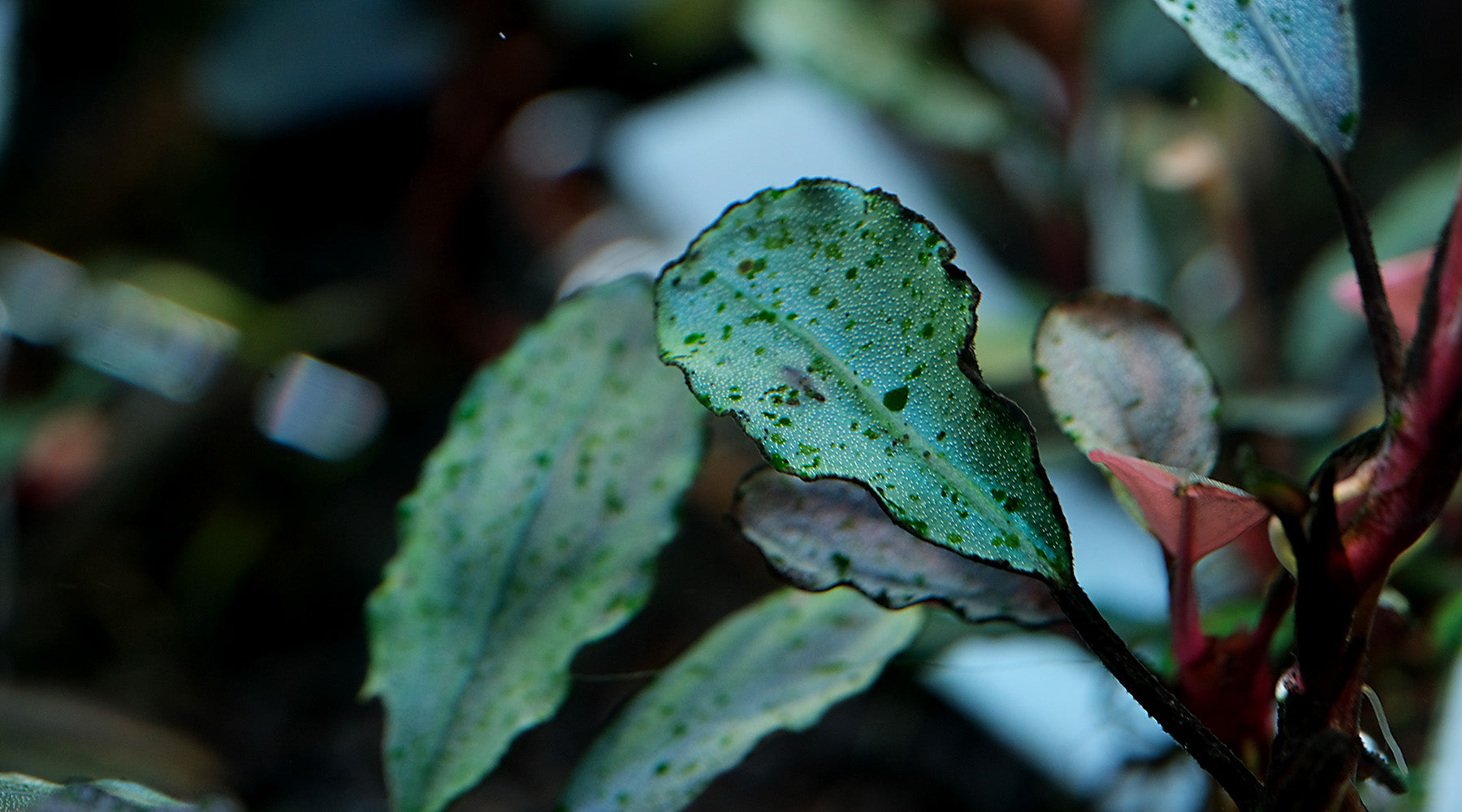 Green Spot Algae