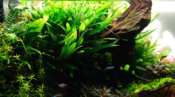 How to grow Javan fern (Microsorum pteropus) - The 2Hr Aquarist