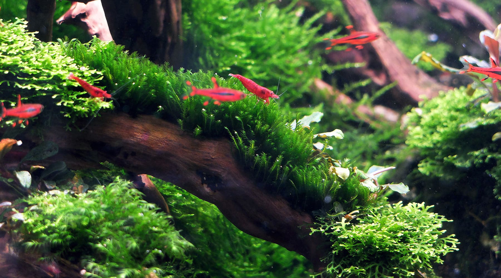Moss On Rocks In Aquarium
