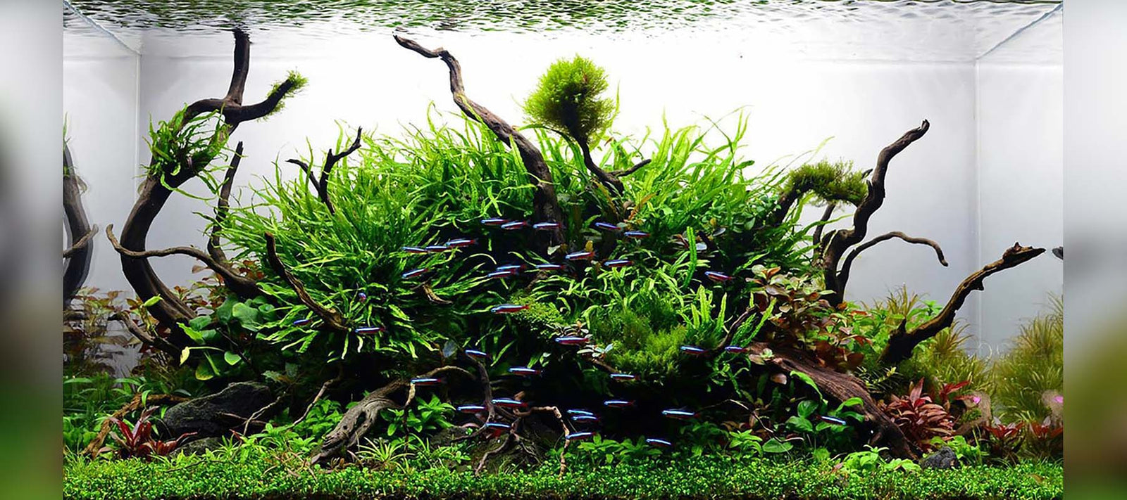 Aquascape styles and ideas - The 2Hr Aquarist