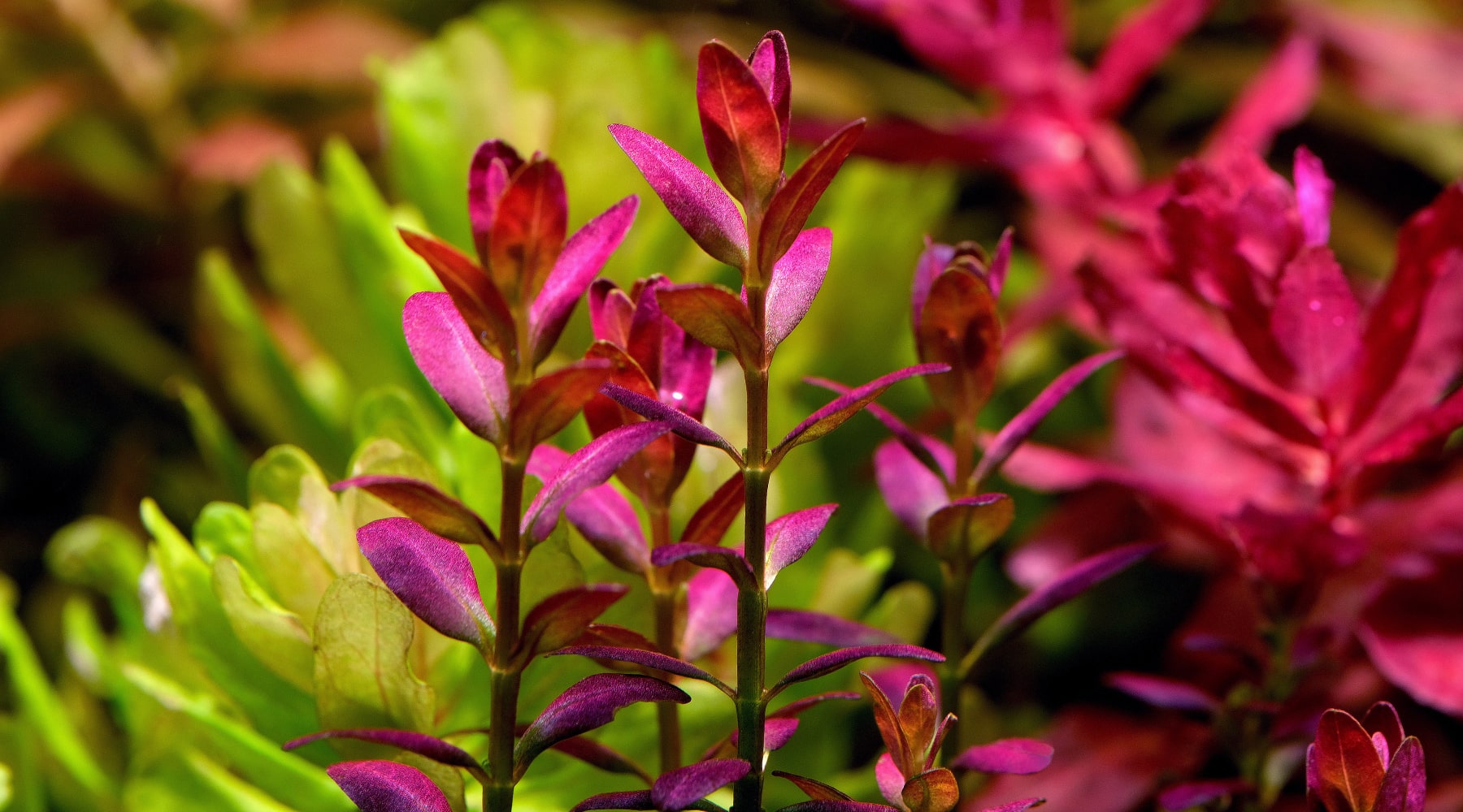 How to grow Rotala ramosior Florida