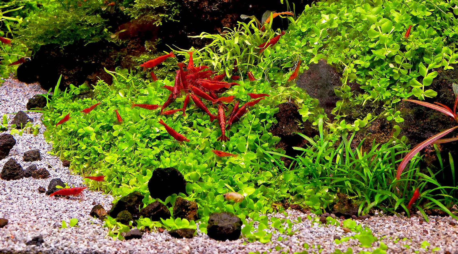 3 BEST Ways To Naturally Lower pH In Your Aquarium 2024!