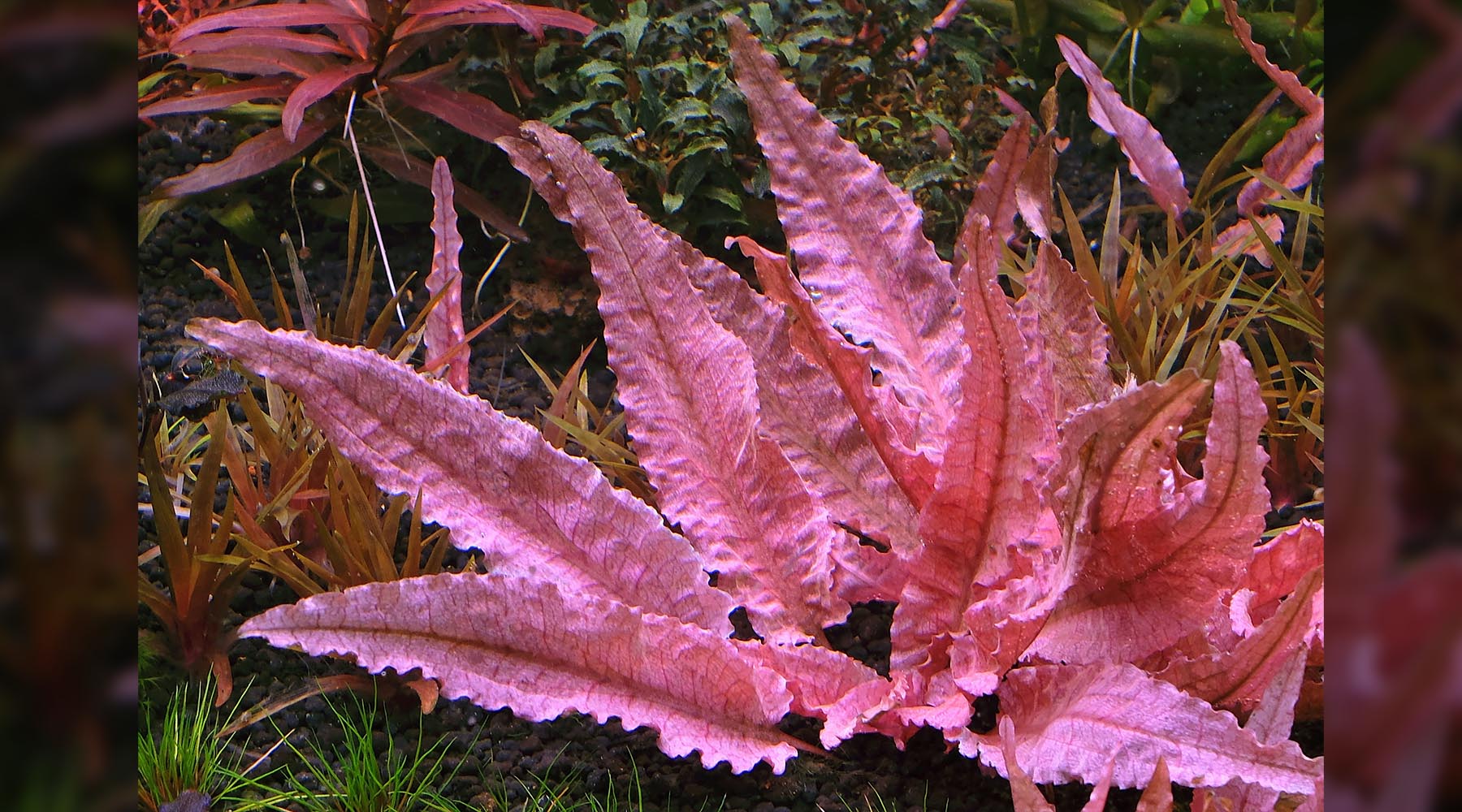 How to grow Cryptocoryne "Flamingo"