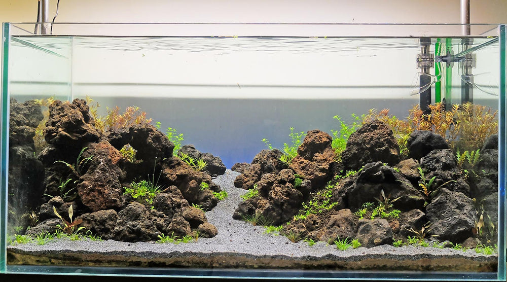 Should I bother cycling a planted tank before planting? - The 2Hr Aquarist