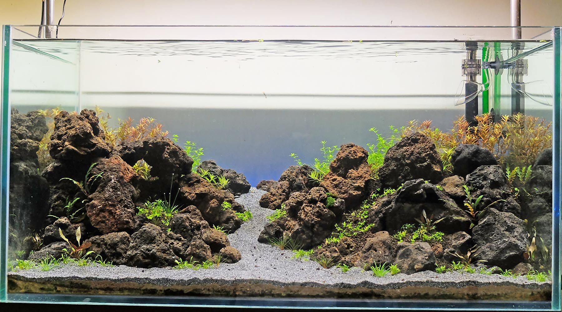 Should I bother cycling a planted tank before planting? Introducing the dark start.