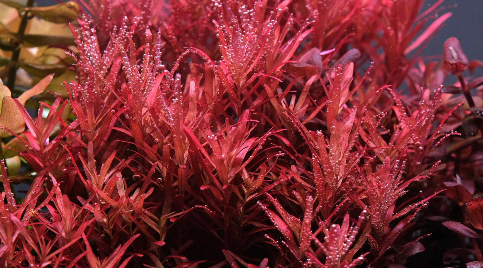 How to grow Rotala Rotundifolia - The Hr Aquarist