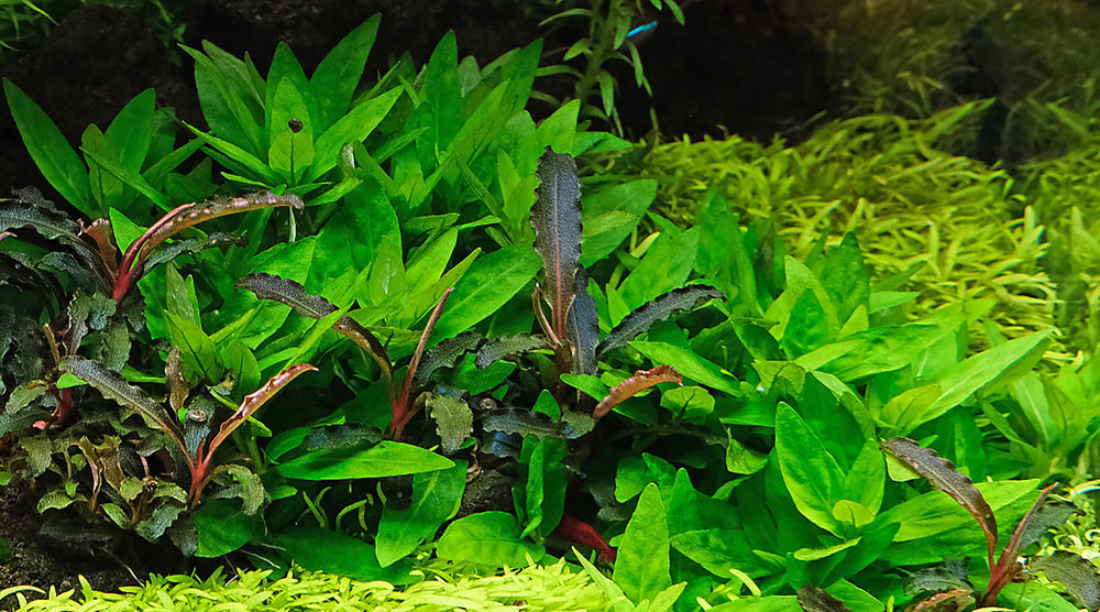 How to grow Staurogyne repens - The 2Hr Aquarist