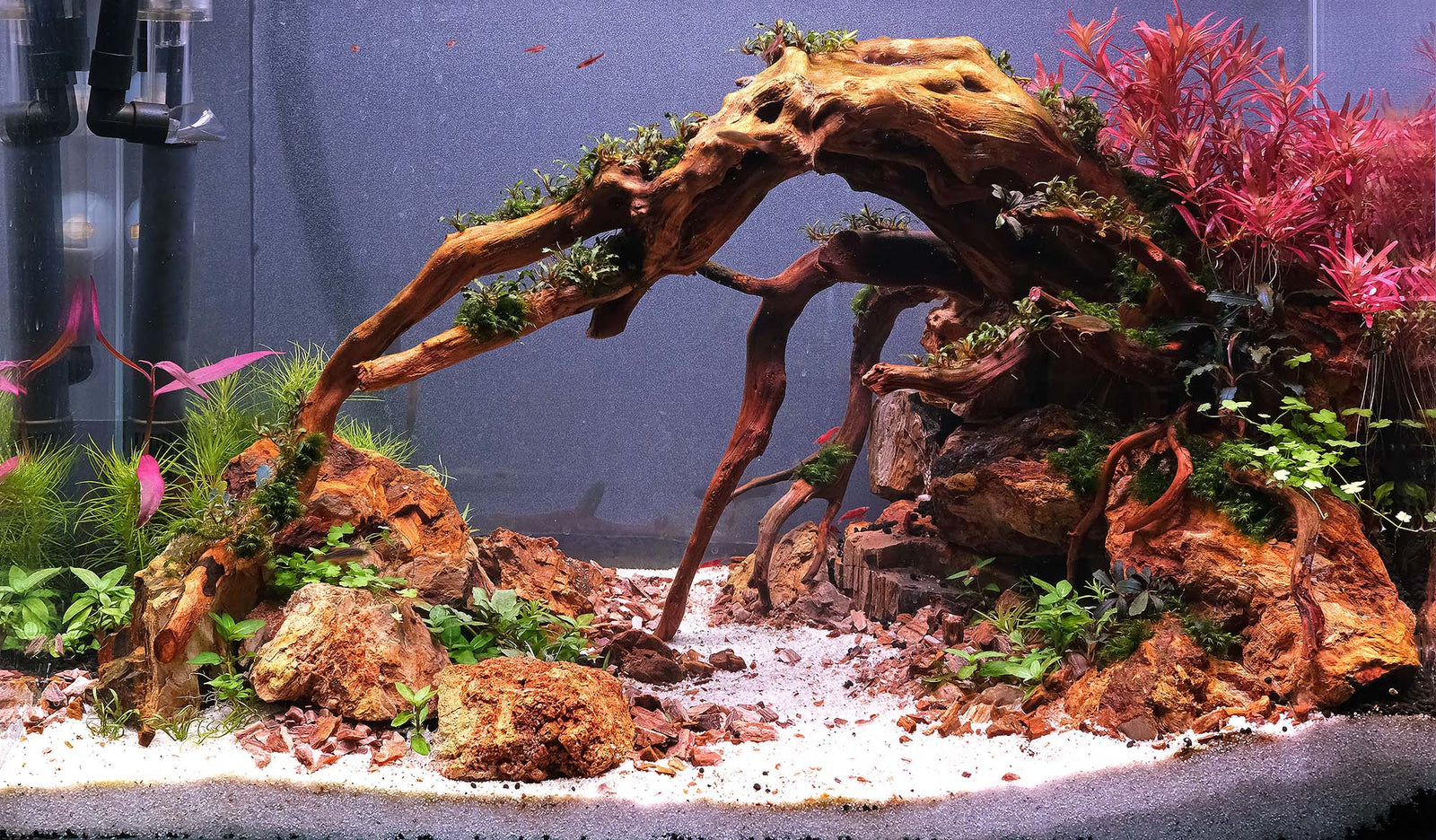 FAQ in Japanese - The 2Hr Aquarist